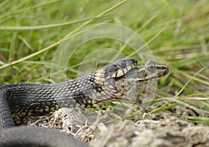 Snake swallowing frog