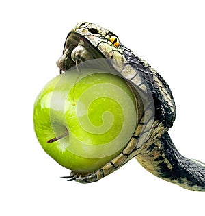 Snake swallows a green apple on a white background