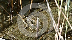 Snake swims through marshes of swamp thickets and algae. Small snake crawling in the lake water.