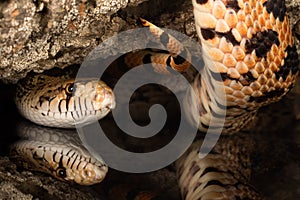 Snake tail