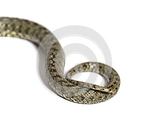 Snake tail of Viperine water snake, Natrix maura, nonvenomous and Semiaquatic snake photo