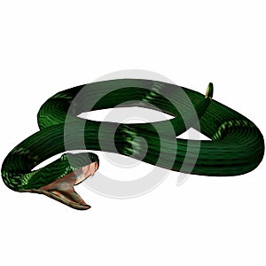 Snake-Temple Viper