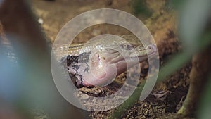A snake at the terarium at the zoo. Close up photo