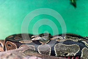 Snake in terrarium