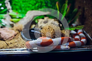 A snake at a terrarium in a zoo, orthriophis taeniurus albino