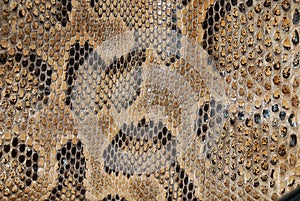 Snake texture photo