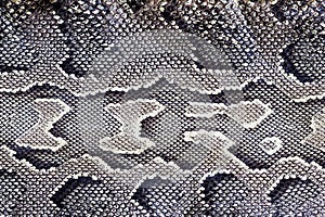 Snake texture