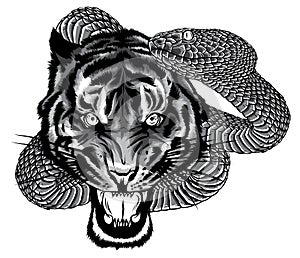 Snake and tiger fighting, tattoo illustration design