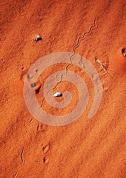 Snake tracks on sand dune