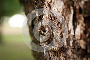 Snake on the tree