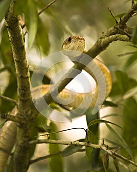 Snake in a Tree