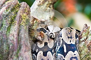 Snake on a tree branch