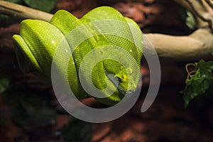 Snake on tree branch