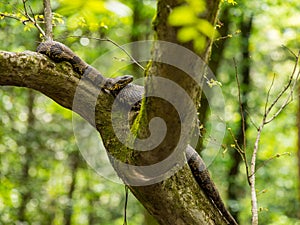 Snake in Tree, Cottonmouth Water Moccasin on Tree Branch