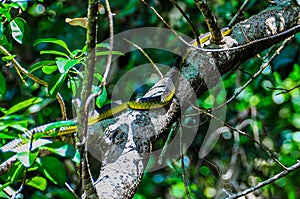Snake on the tree in Daintree Rainforest, Australia