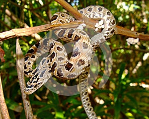 Snake in a tree- Peninsular (Green) Rat Snake photo