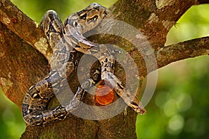 Snake on the tree trunk. Boa constrictor snake in the wild nature, Belize. Wildlife scene from Central America. Boa constrictor, f