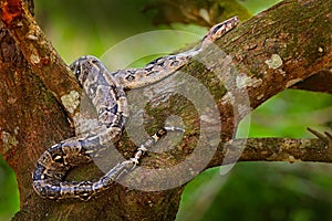 Snake on the tree trunk. Boa constrictor snake in the wild nature, Belize. Wildlife scene from Central America. Boa constrictor, f