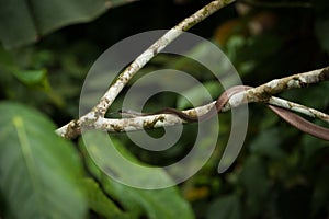 Snake on a tree,wildlife of Thailand