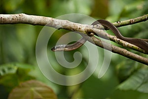 Snake on a tree,wildlife of Thailand