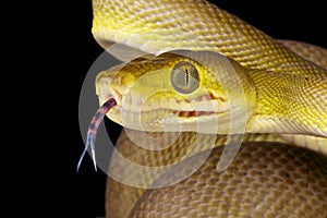 Snake using its tongue / Corallus hortulanus photo