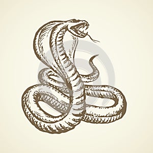 Snake. Vector drawing