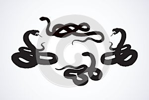 Snake. Vector drawing