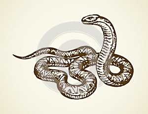 Snake. Vector drawing