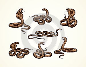 Snake. Vector drawing