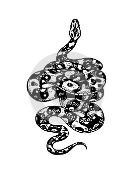 Snake in Vintage style. Serpent cobra or python or poisonous viper. Engraved hand drawn old reptile sketch for Tattoo