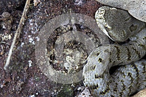 Snake - viper photo