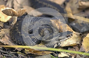 Snake Vipera berus