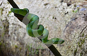Serpent vert, BornÃ©o, Malaisie photo