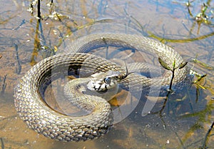 Snake in water