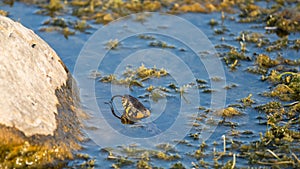 Snake water, latin Natrix tessellata. looks with his head out of the water, in the habitat