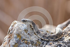 Snake water, latin Natrix tessellata lying on a rock, and basking in the sun