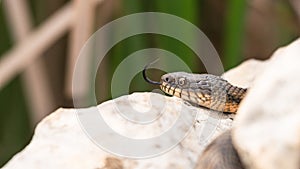 Snake water, latin Natrix tessellata lying on a rock, and basking in the sun
