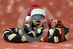A snake wearing a santa hat next to a present