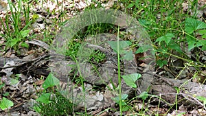 Snake at Weston Bend Missouri State Park