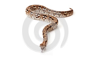 Snake on white background