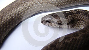 Snake on a white background. Smooth Snake Coronella austriaca is a non venomous colubrid species found in northern & central Eur