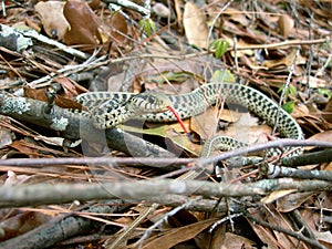 Snake In The Woods