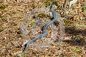 Snake in the woods