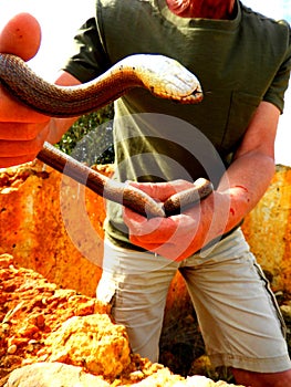 Snake wrangler, man struggles with a ladder snake