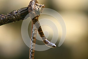 Snake wrapped around stick