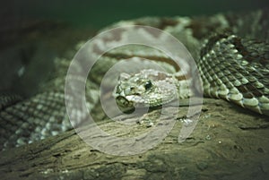 Snake "Serpiente" photo