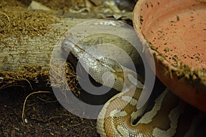 Snake in zoo