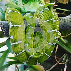 Snake zoo green beautiful animal