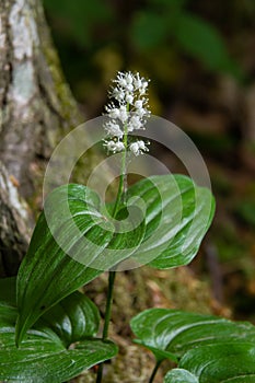 Snakeberry flwer. Scientific name Maianthemum dilatatum. In the spring forest, in the natural environment