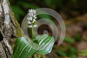 Snakeberry flwer. Scientific name Maianthemum dilatatum. In the spring forest, in the natural environment